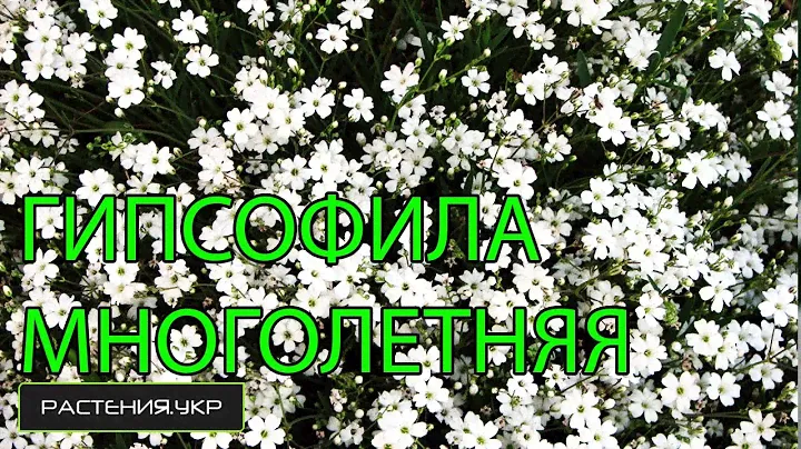 Гипсофила многолетняя / неприхотливые многолетние цветы