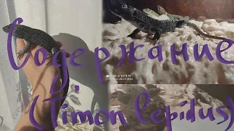 // СОДЕРЖАНИЕ ЖЕМЧУЖНЫХ ЯЩЕРИЦ// ~кормление , уход , освещение .
