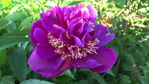 Пион МИКАДО 🌿 Paeonia MIKADO: обзор, описание, цветение, отзыв
