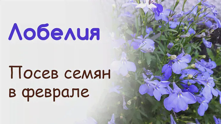 Как посеять и вырастить Лобелию из семян. Часть 1