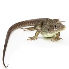 ExoPrima Timon Lepidus Жемчужная (Глазчатая) ящерица (Германия)
