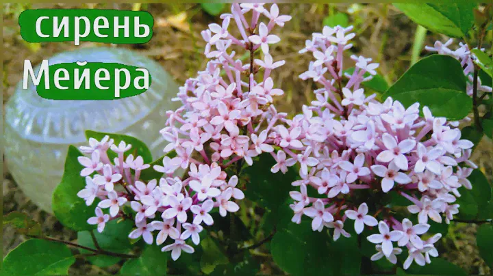 Сирень Мейера.Знакомство.