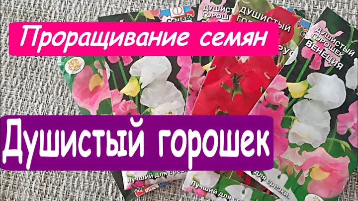 Душистый горошек. Как выбрать. Выращивание  Начинаем с семян