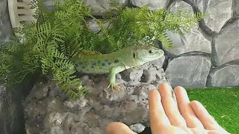 Жемчужная ящерица timon lepidus