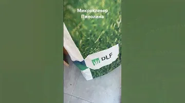 Микроклевер Пиполина Dlf отличие от Ривендел Dlf 2023 г. Какой цвет семян