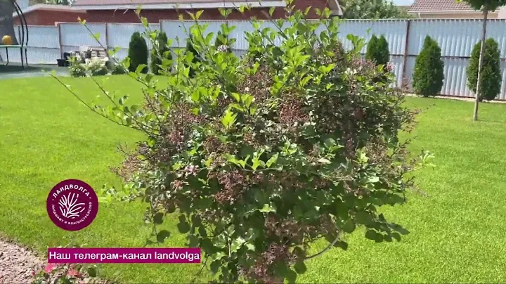 Обрезка сирени в июне / Ландшафтный дизайн / Ландволга
