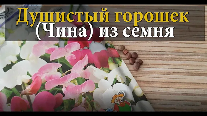 Душистый горошек (Чина) многолетний из семян