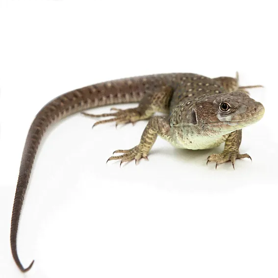 ExoPrima Timon Lepidus Жемчужная (Глазчатая) ящерица (Германия)-0