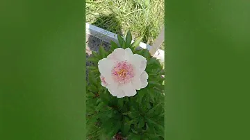 Пион Жемчужная россыпь