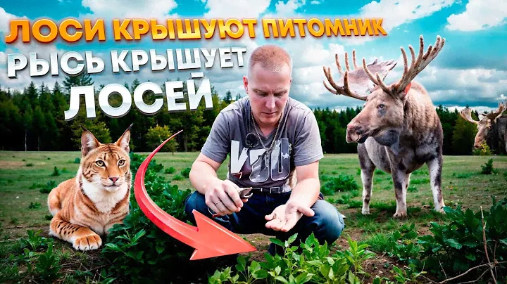 🤷🏻‍♂️ЧТО ТВОРЯТ ЛОСИ, зайцы и мыши! -20 млн руб убытки 2024
