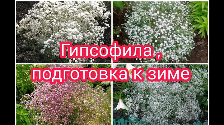 КАК ПОДГОТОВИТЬ ГИПСОФИЛУ К ЗИМЕ ? ЧЕРЕНКИ ГИПСОФИЛЫ.