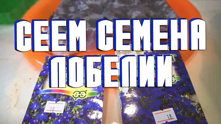 Сажаем семена лобелии. Как сеять семена лобелии в домашних условиях.