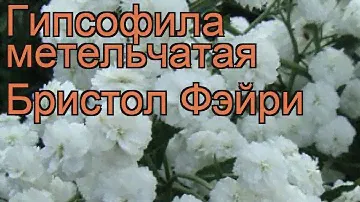 Гипсофила метельчатая Бристол Фэйри 🌿 обзор: как сажать, саженцы гипсофилы Бристол Фэйри