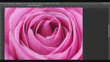 фотообои роза 290х190