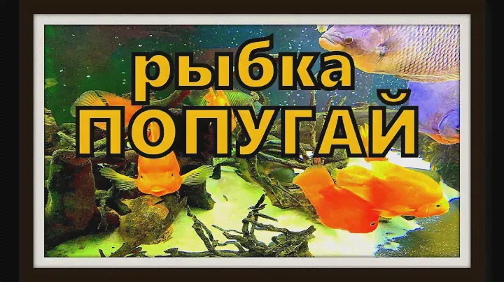 Цихлиды. Аквариумные рыбы - попугаи.