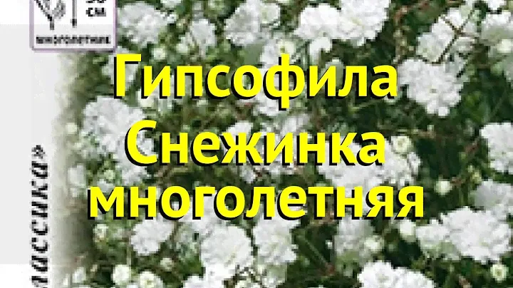 Гипсофила ползучая. Краткий обзор, описание характеристик gypsofila repens Снежинка многолетняя