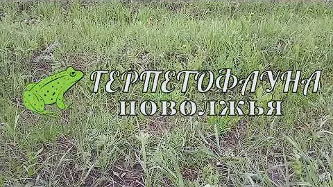 Определяем пол прыткой ящерицы (Lacerta agilis)
