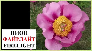 Пион Файрлайт (Firelight)
