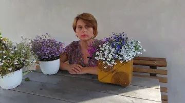Ампельная лобелия. Черенкование