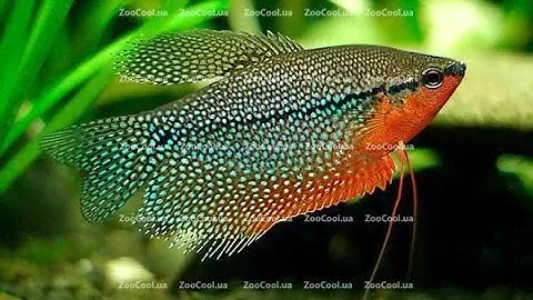 Гурами жемчужный (Trichopodus leerii), общий базовый обзор