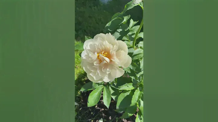 Пион Пастелеганс (Paeonia Pastelegance).