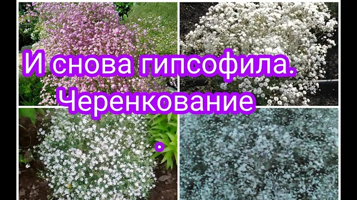 ПОНЕСЛО ТАК ПОНЕСЛО 😇 И СНОВА ГИПСОФИЛА. 🤗