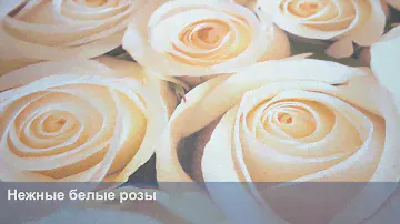 3D Фотообои «Нежные белые розы»