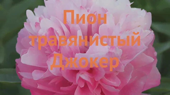 Пион травянистый Джокер (paeonia dzhoker) 🌿 пион Джокер обзор: как сажать луковицы пиона Джокер