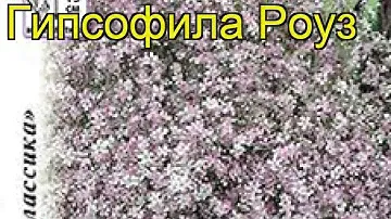 Гипсофила ползучая Роуз. Краткий обзор, описание характеристик, где купить семена gypsofila repens