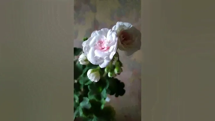 Ю Менуэт, #pelargonium #цветы #пеларгонии