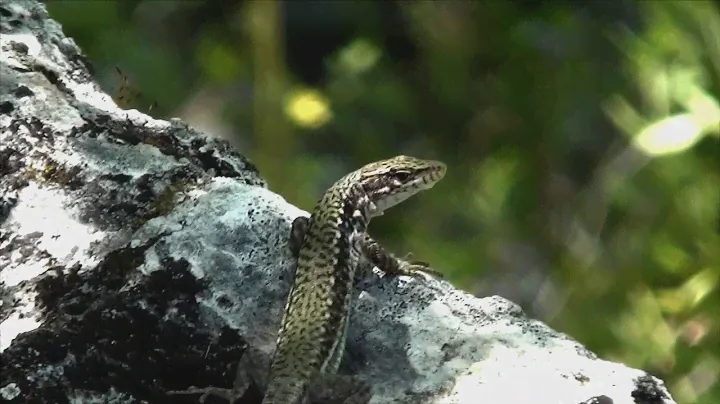 Ящерица скальная (Lacerta saxicola)