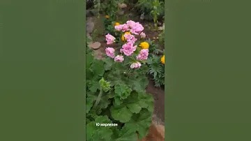 #пеларгония Ю- марлезон #цветы #flowers #pelargonium #sad #