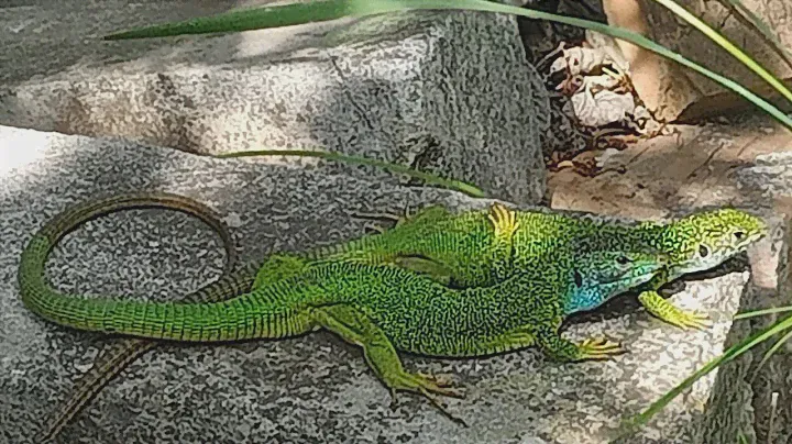 Ящерица зеленая Lacerta viridis ?