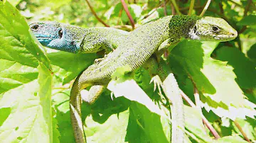 Ящерица зелёная. Lacerta viridis.